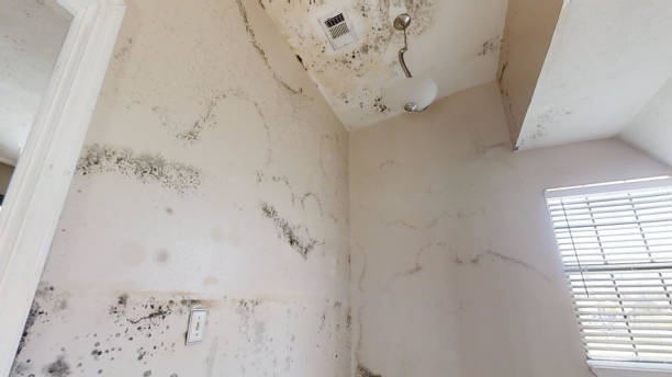 Best Post-Remediation Verification Testing  in Sea Breeze, NC