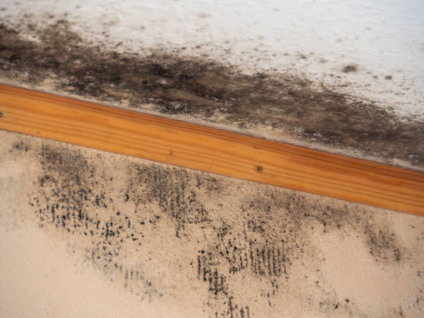 Best Attic Mold Removal  in Sea Breeze, NC